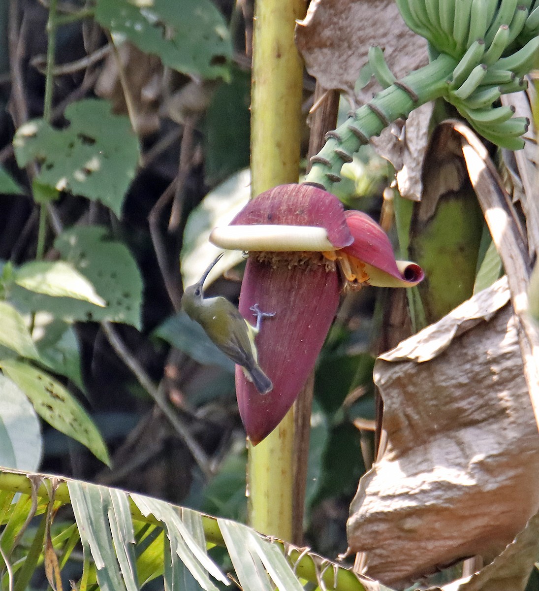 Little Spiderhunter - SUSANTA MUKHERJEE