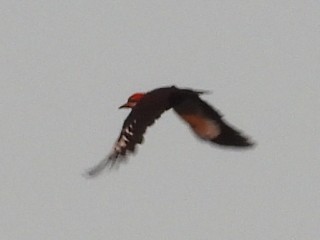 Pileated Woodpecker - Bonnie Brown