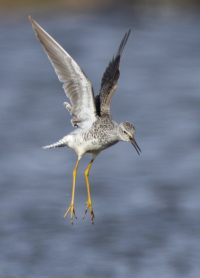 Lesser Yellowlegs - ML618708575