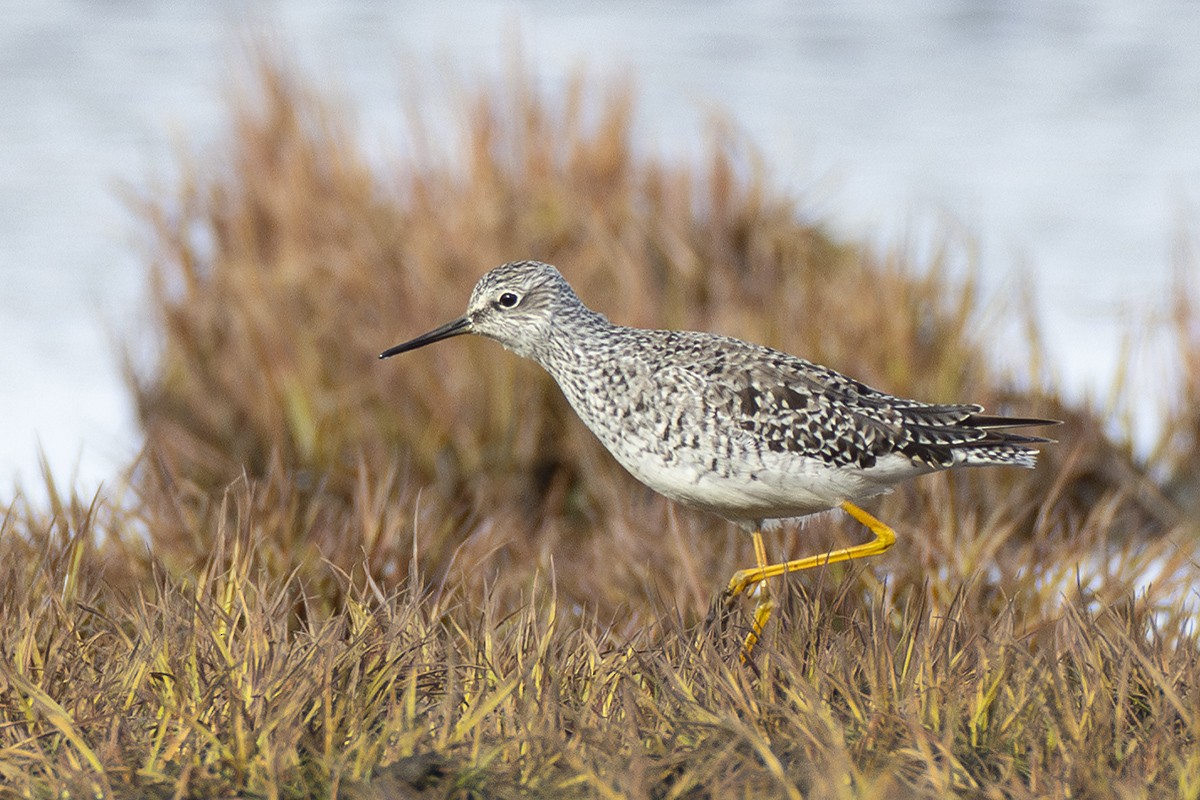 Lesser Yellowlegs - ML618708577