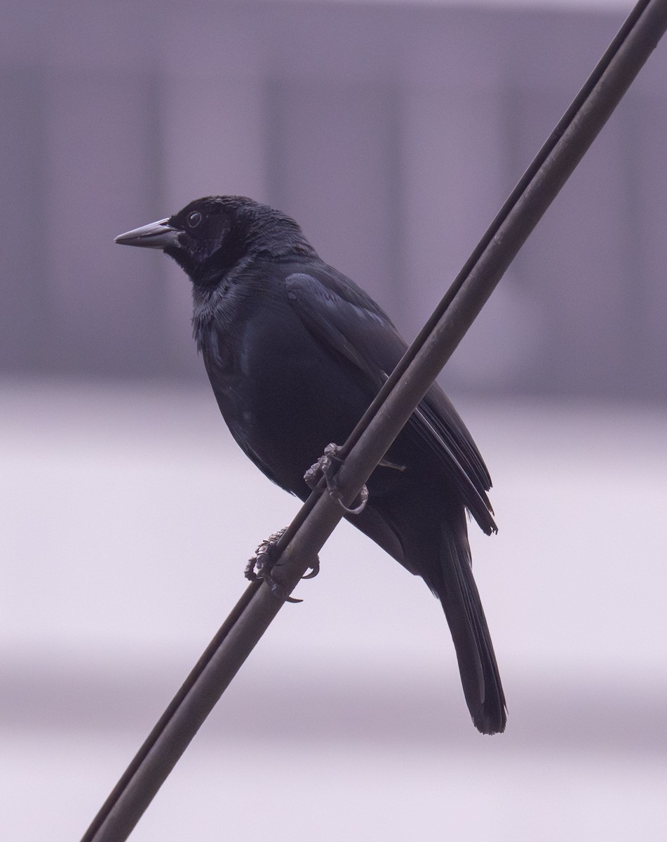 Scrub Blackbird - Gerhard Josef Bauer