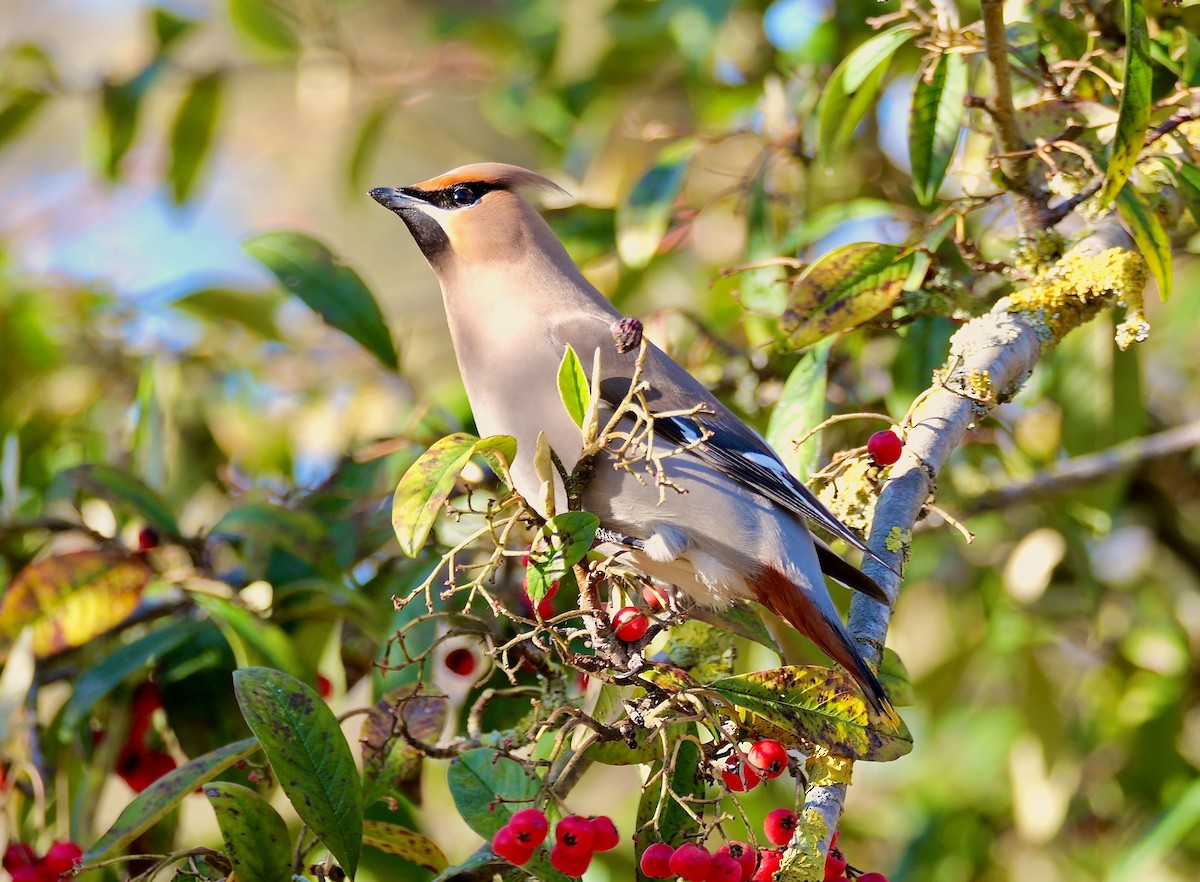 Bohemian Waxwing - Greg Baker