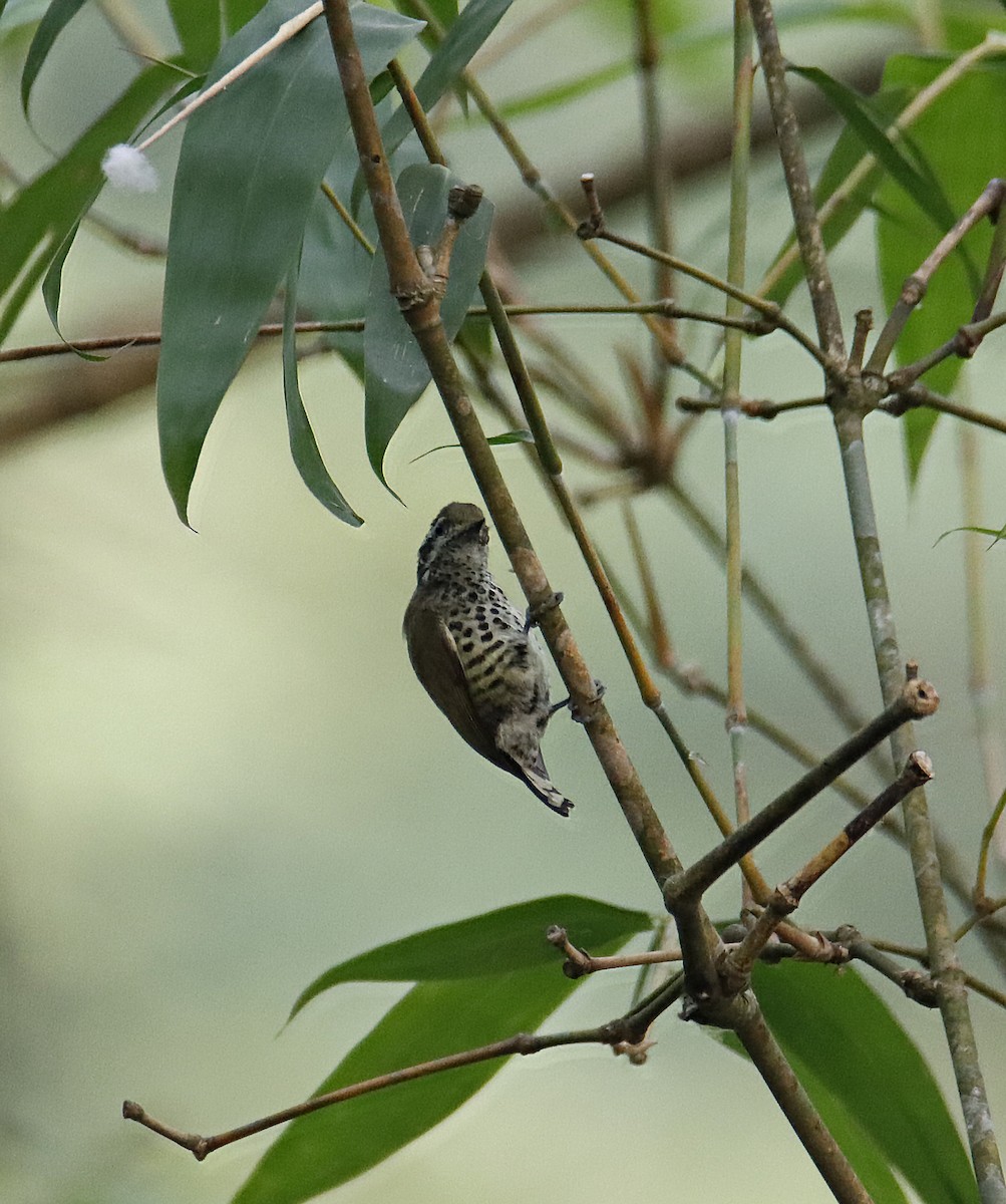 Speckled Piculet - SUSANTA MUKHERJEE