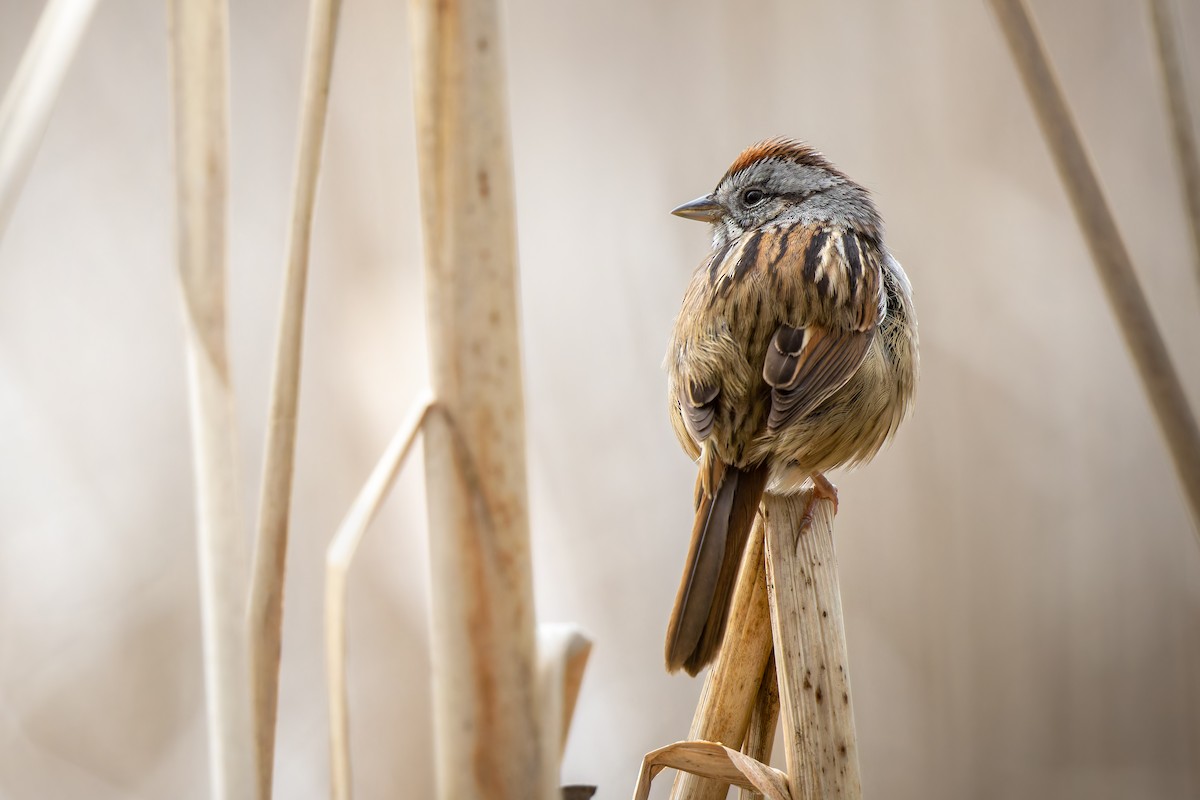 Swamp Sparrow - ML618708683