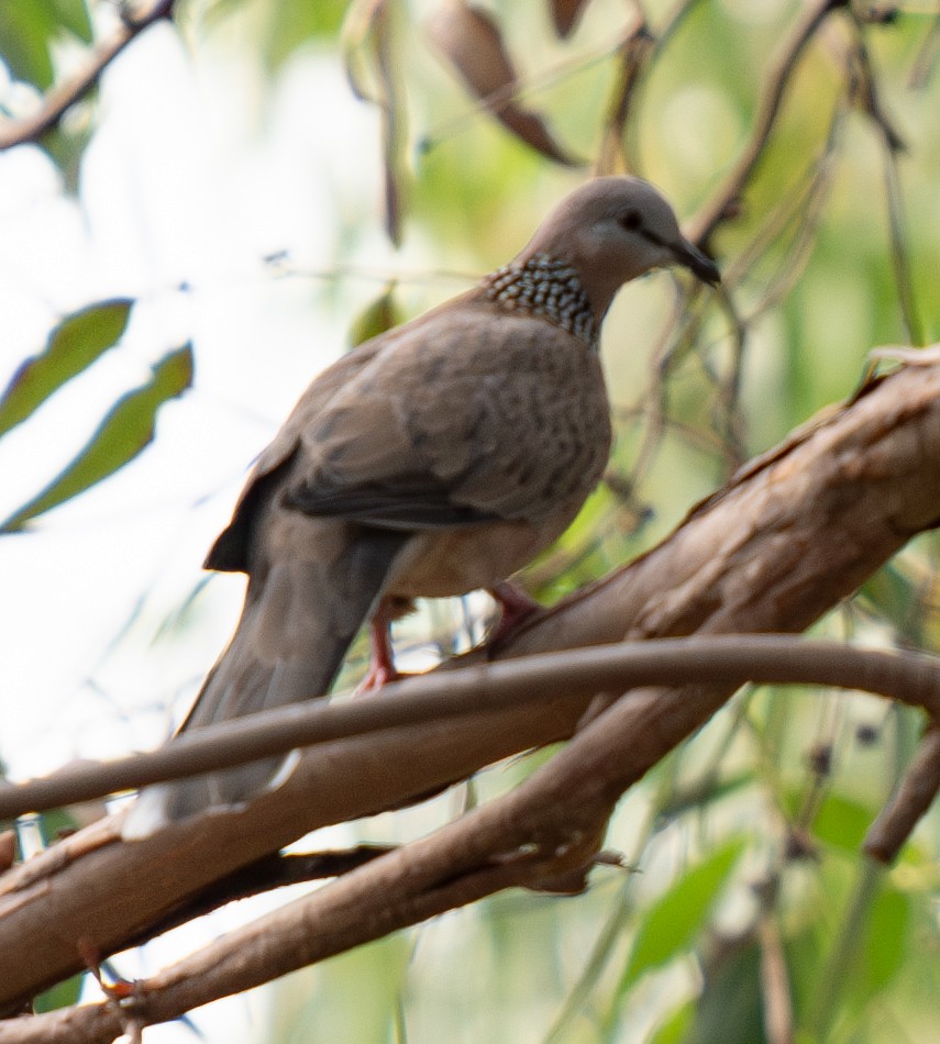 Spotted Dove - Tania Splawa-Neyman