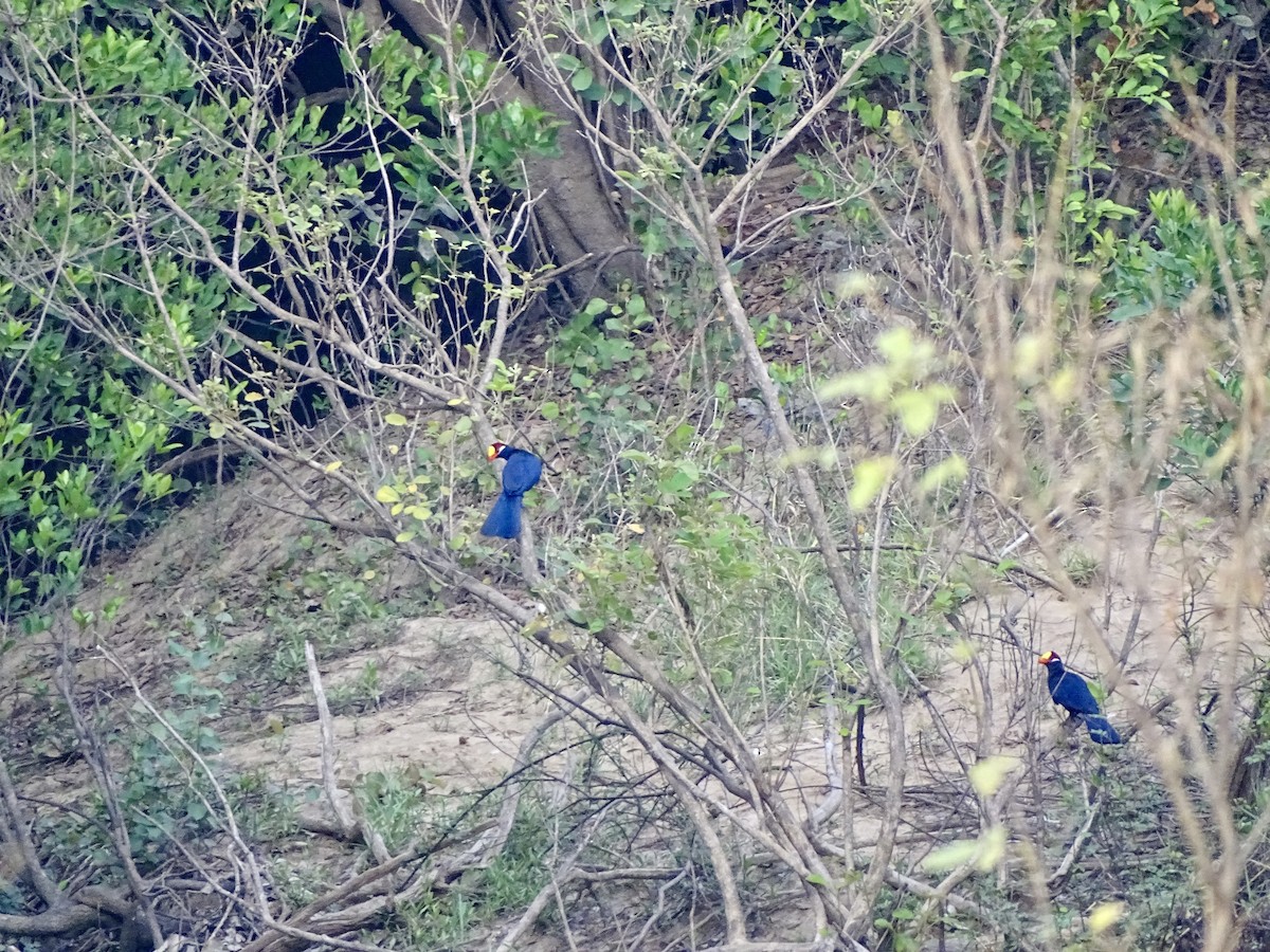 Turaco Violáceo - ML618708773