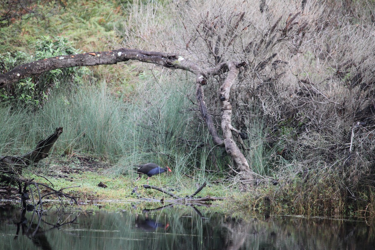 Australasian Swamphen - ML618708785