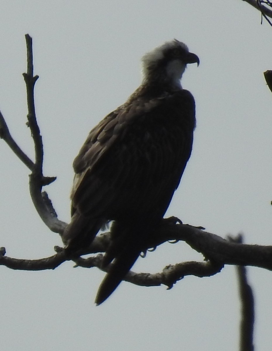 Águila Pescadora - ML618708794