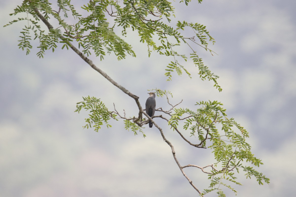 Himalayan Cuckoo - SUSANTA MUKHERJEE