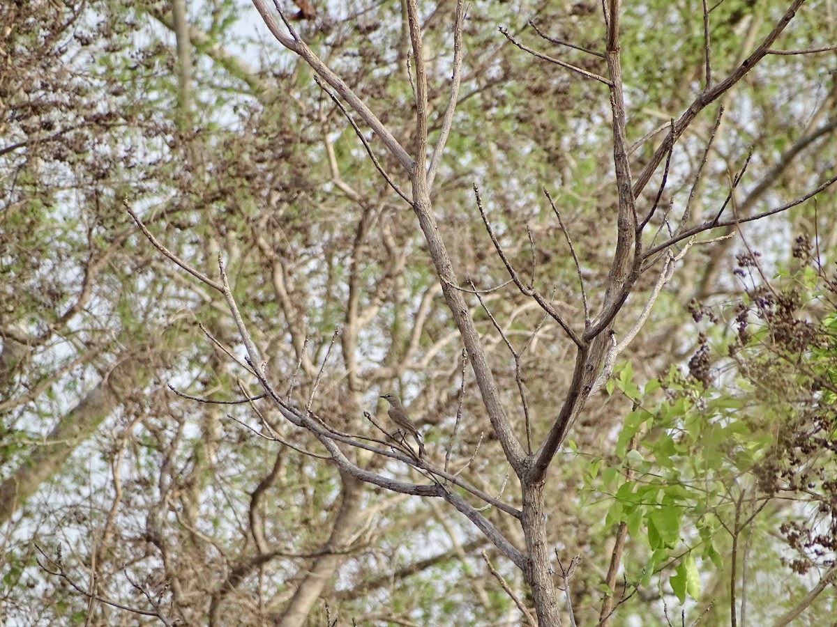 Pale Flycatcher - Malte Vermeer