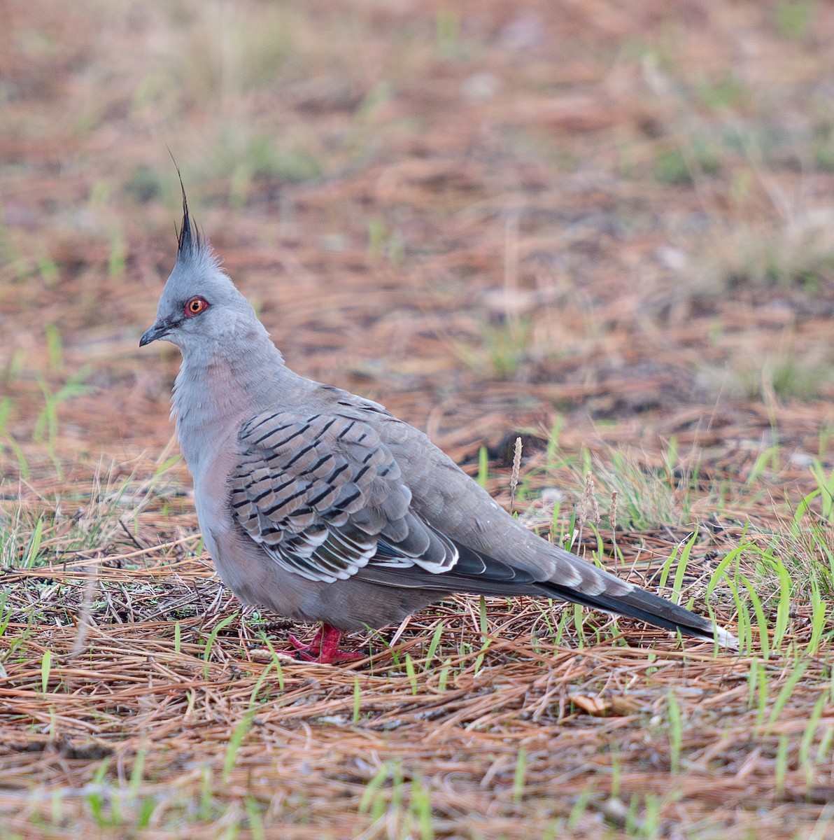 Crested Pigeon - Tania Splawa-Neyman