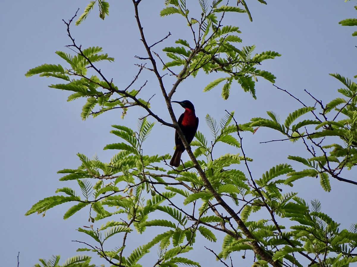 Scarlet-chested Sunbird - ML618708821