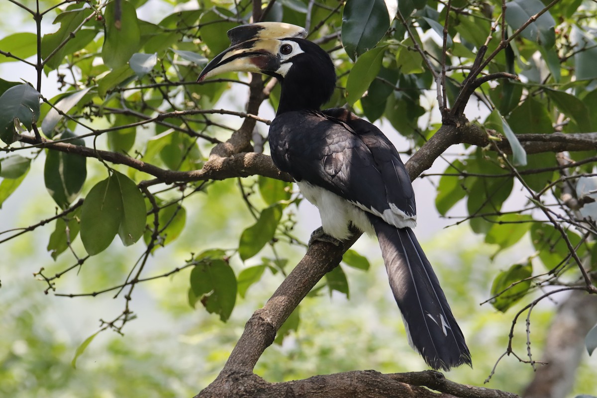 Oriental Pied-Hornbill - ML618708830