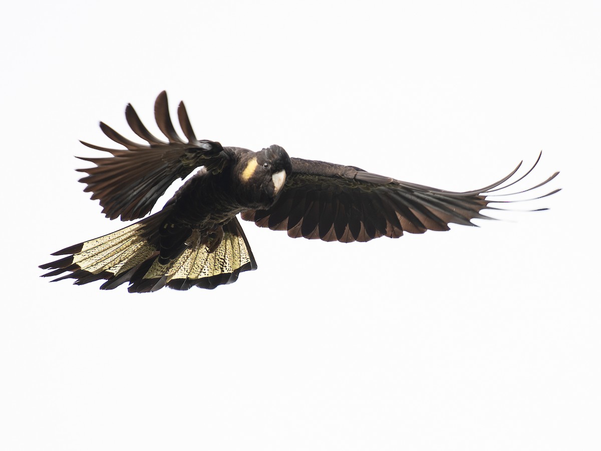 Yellow-tailed Black-Cockatoo - Tania Splawa-Neyman