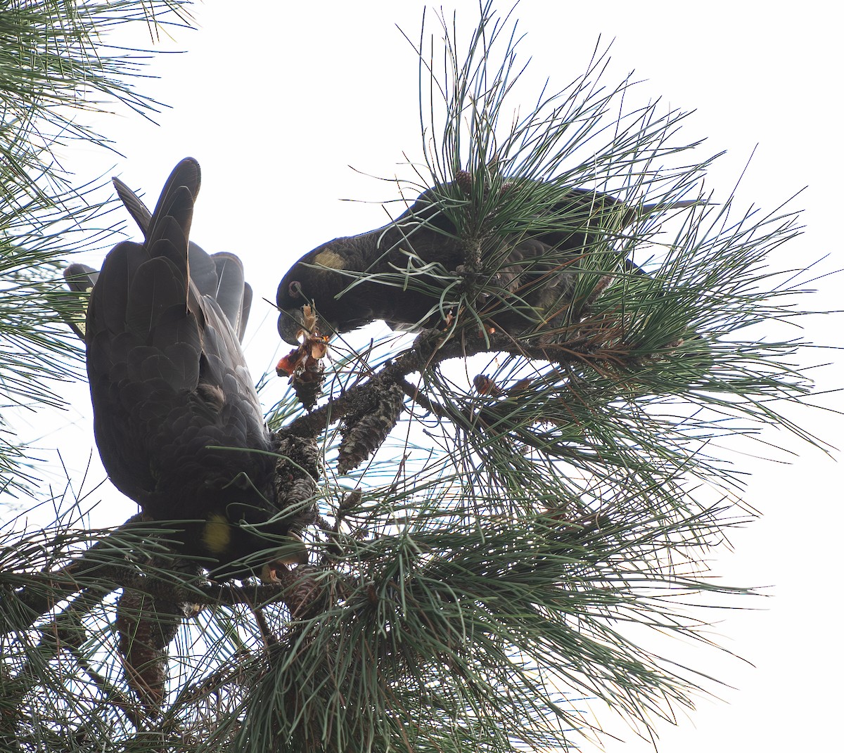 Yellow-tailed Black-Cockatoo - Tania Splawa-Neyman