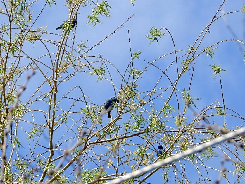 Indigo Bunting - Rosanne Petrich