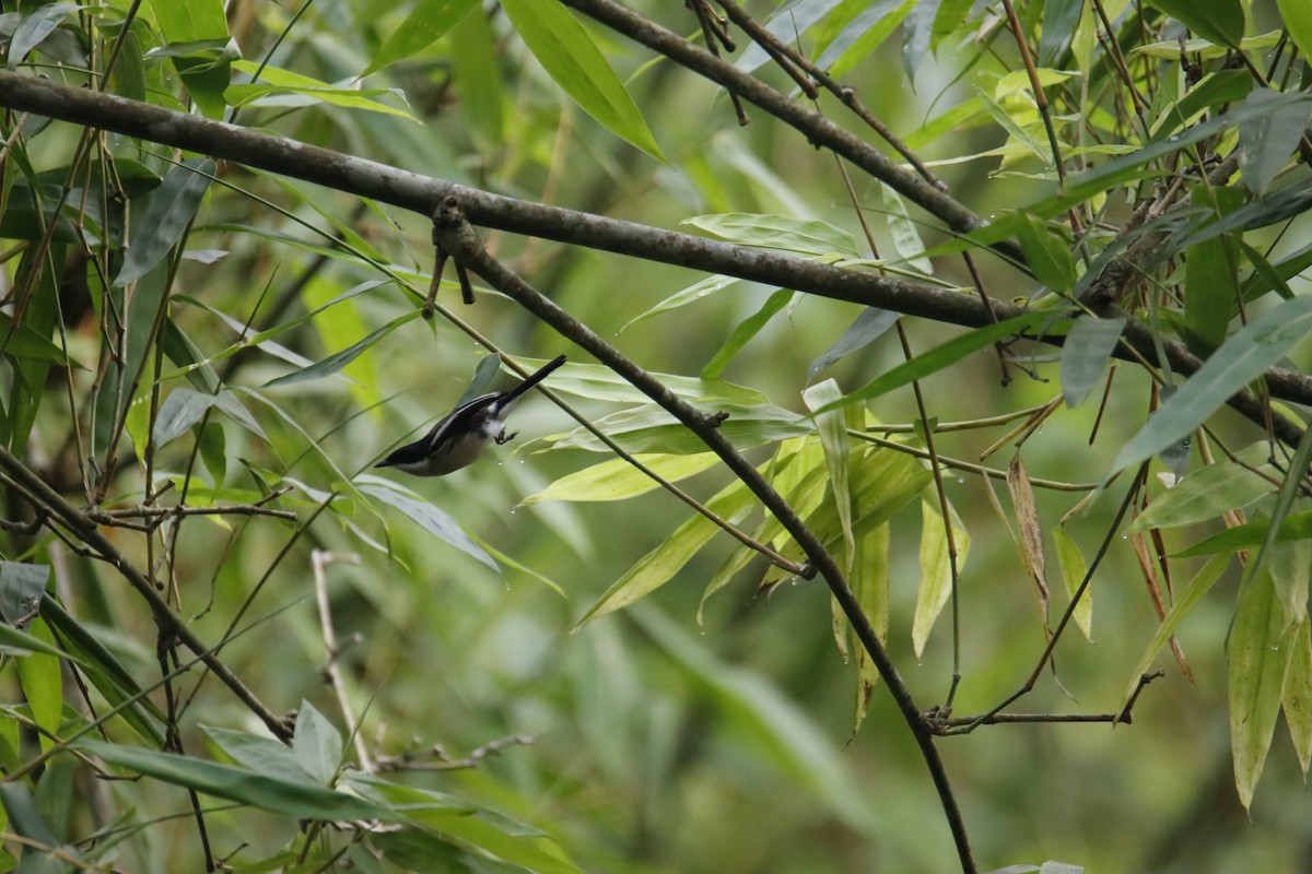 Bar-winged Flycatcher-shrike - SUSANTA MUKHERJEE