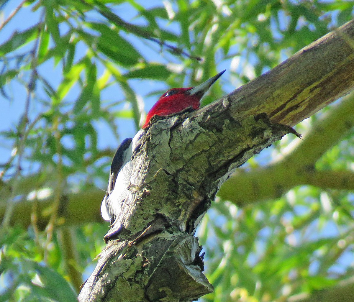 Red-headed Woodpecker - Eric D Gyllenhaal