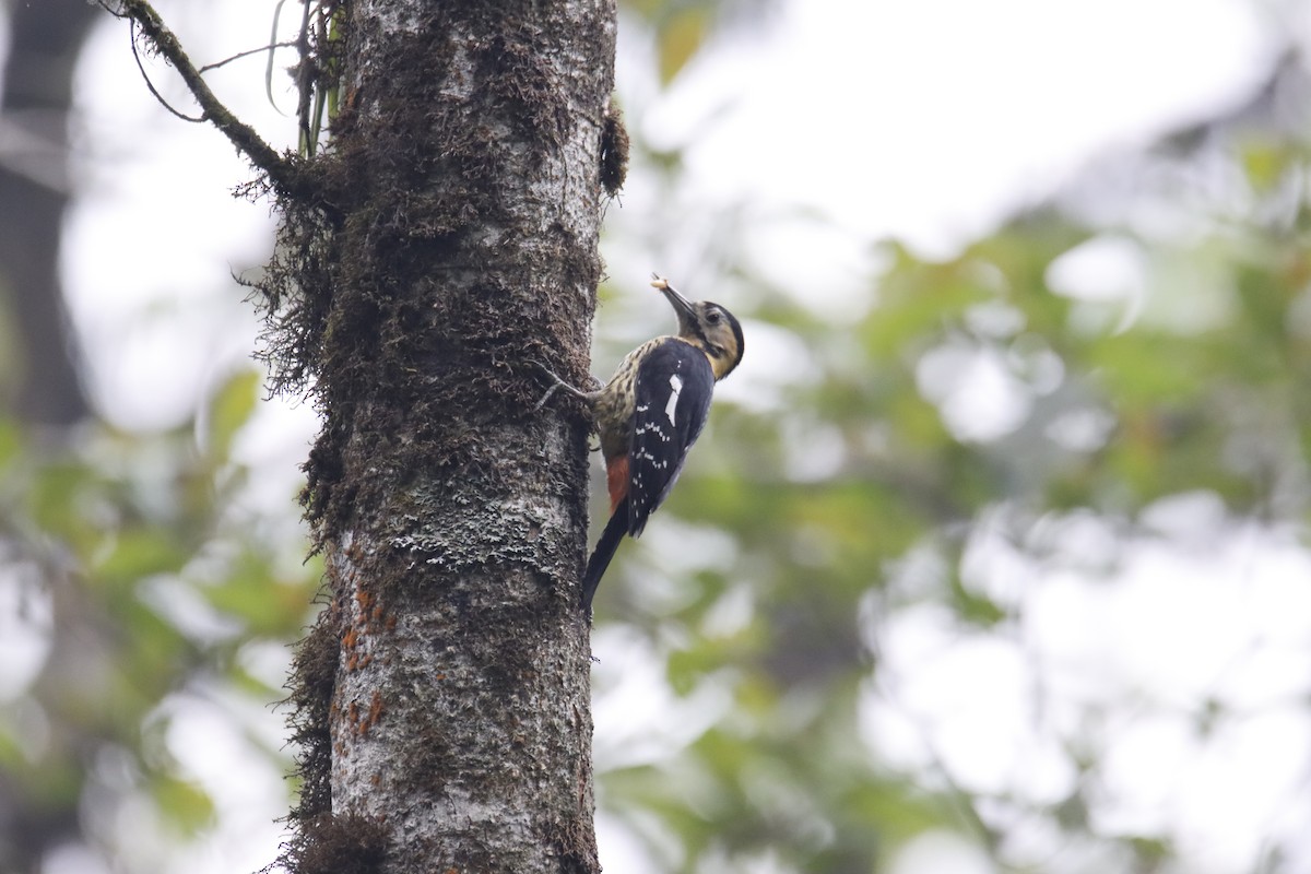 Darjeeling Woodpecker - SUSANTA MUKHERJEE