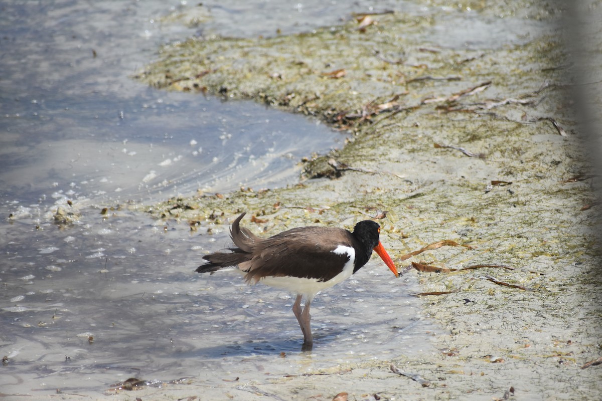 American Oystercatcher - Jonathan Sellman