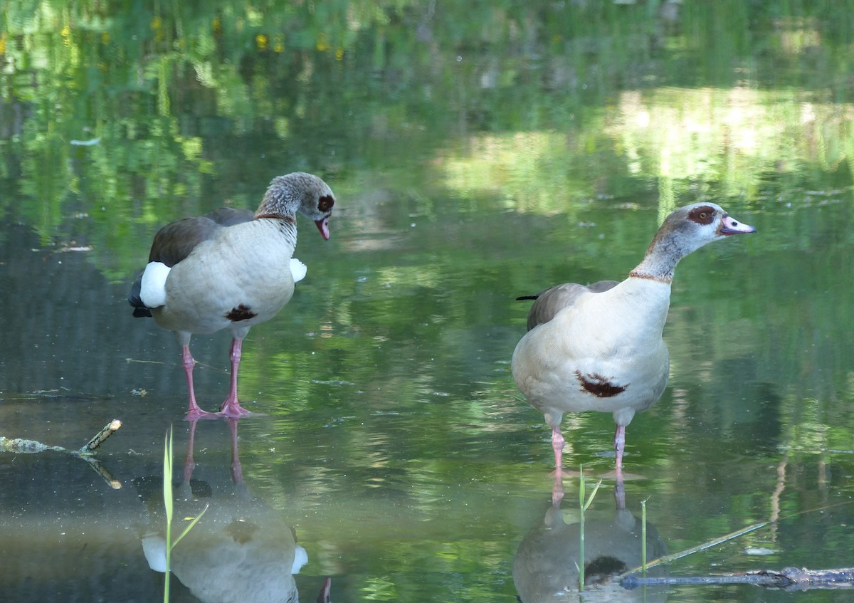 Egyptian Goose - ML618709020