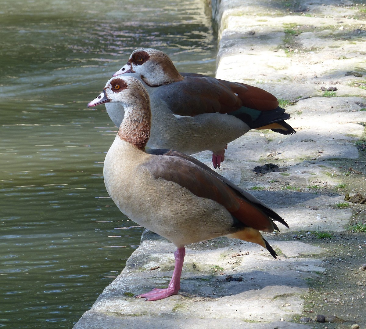 Egyptian Goose - ML618709033