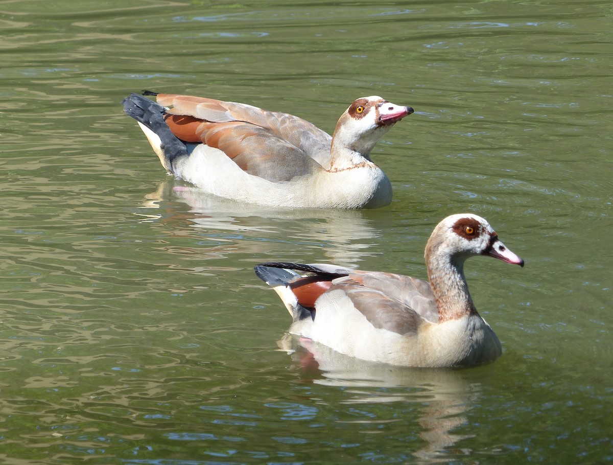 Egyptian Goose - ML618709034