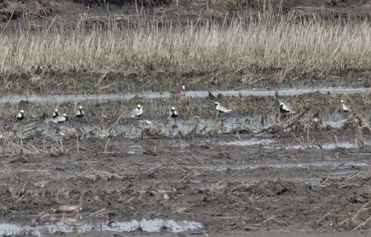 Black-bellied Plover - ML618709035