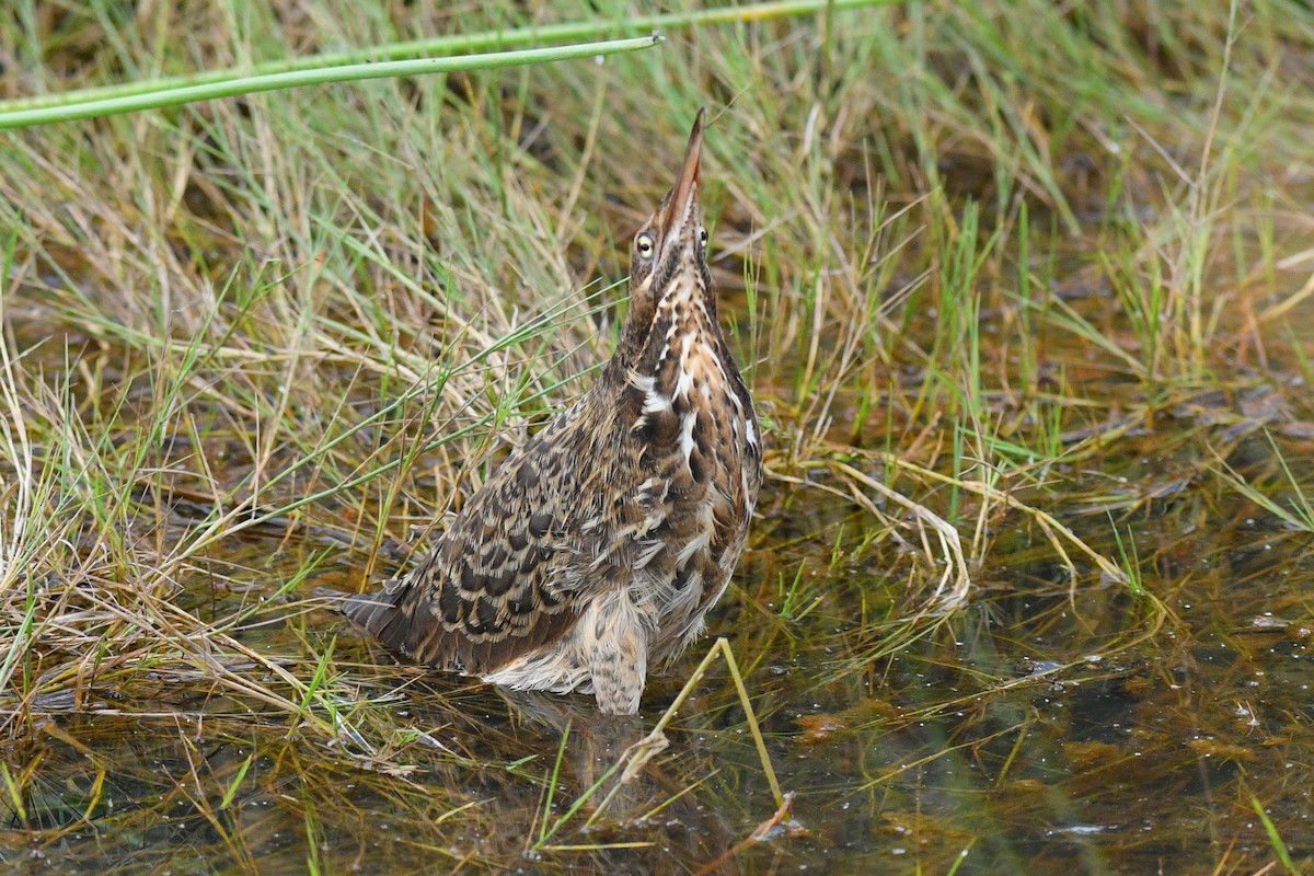 Black Bittern - ML618709047