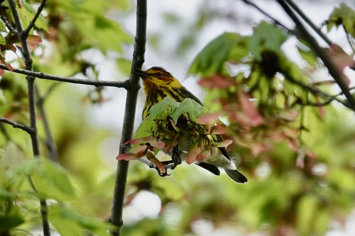 Cape May Warbler - ML618709066