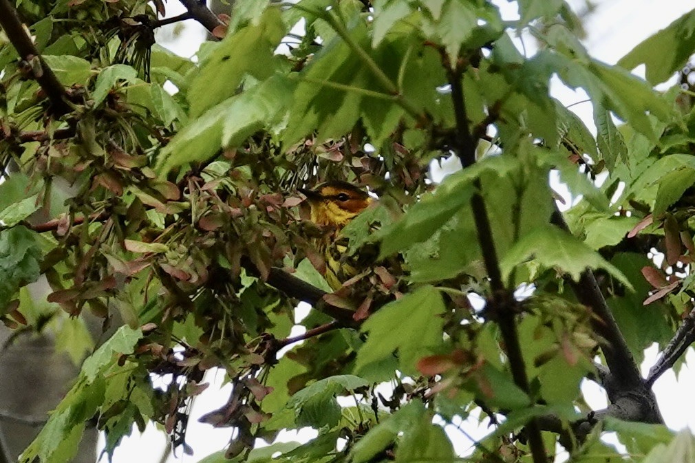 Cape May Warbler - ML618709068