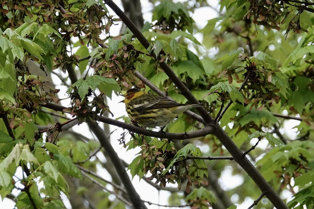 Cape May Warbler - ML618709072