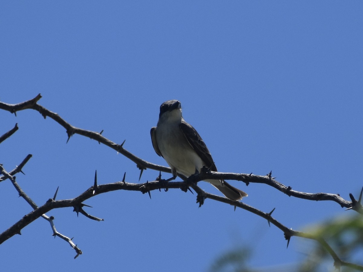 Gray Kingbird - ML618709077