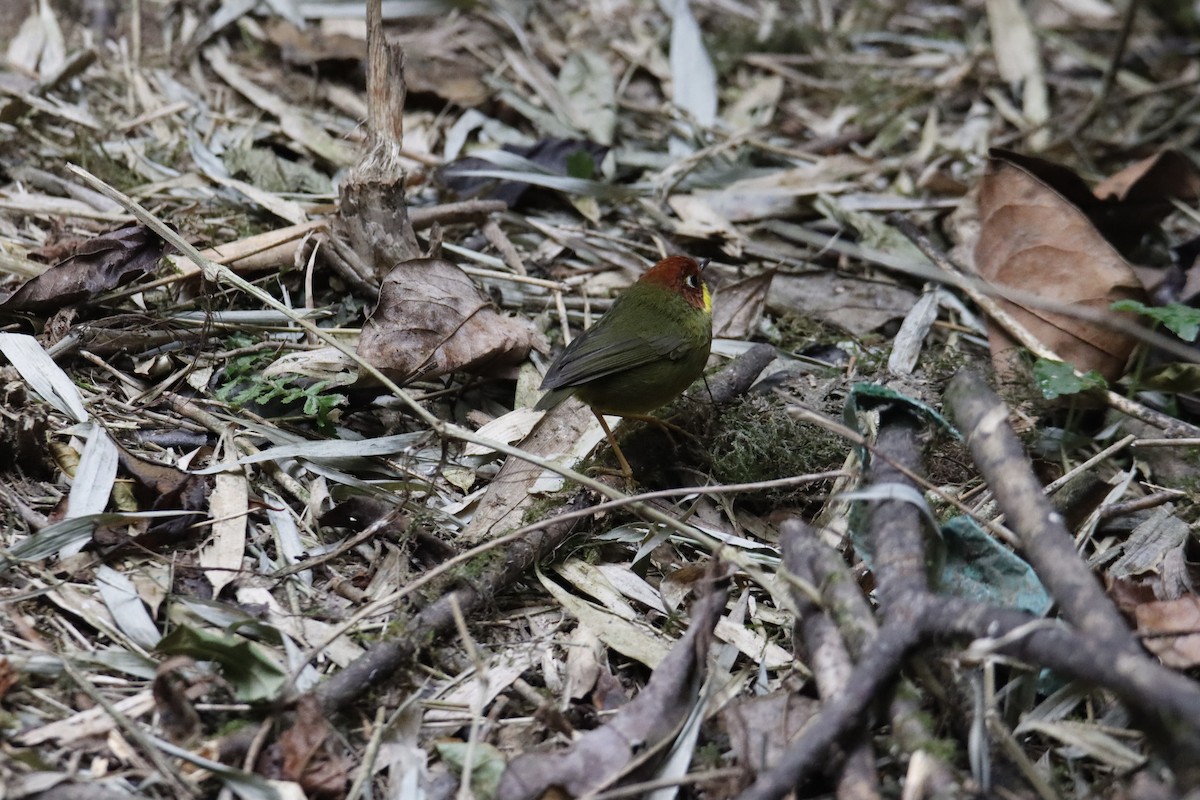 Chestnut-headed Tesia - ML618709082