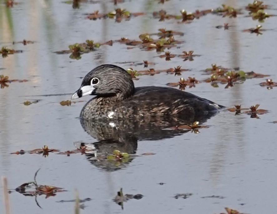 Pied-billed Grebe - ML618709085