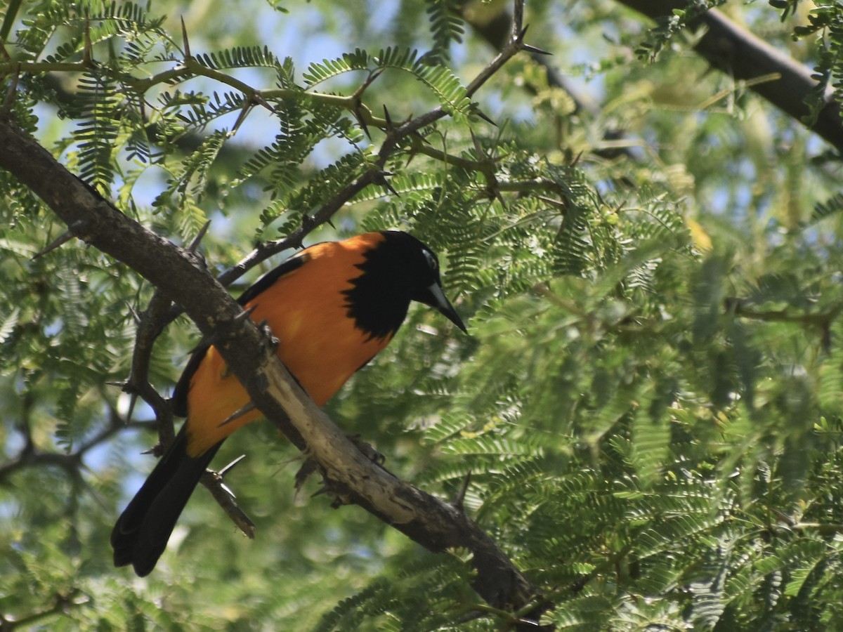 Venezuelan Troupial - Jonathan Sellman