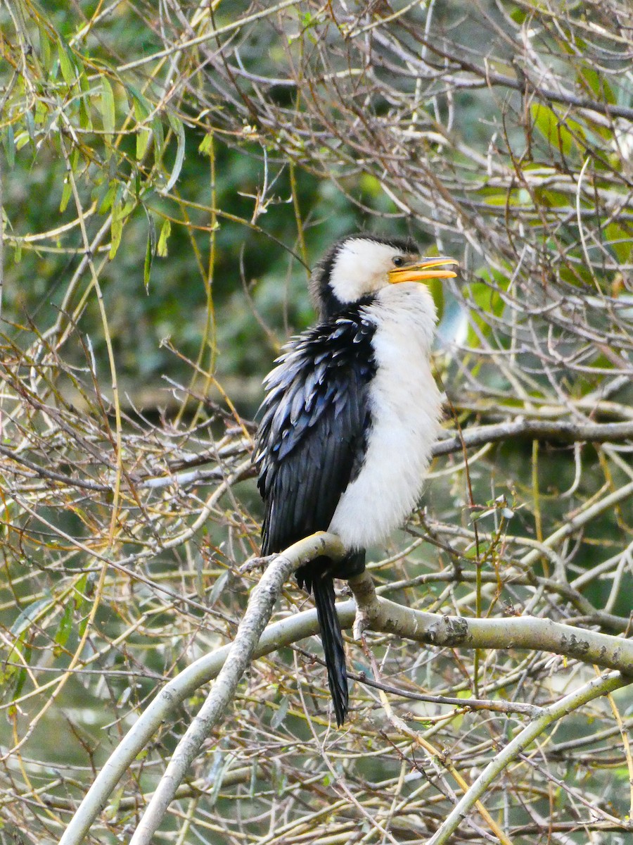 Cormorán Piquicorto - ML618709124