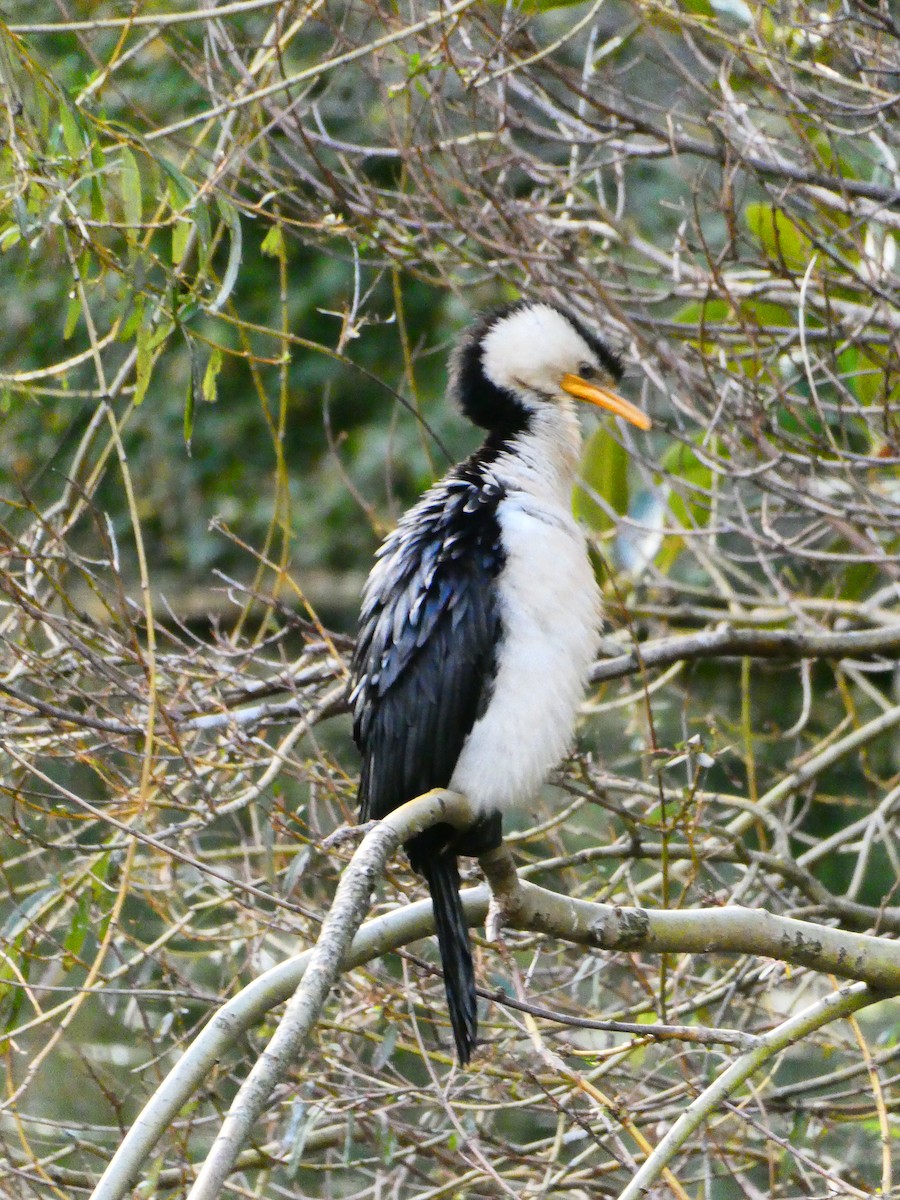 Cormorán Piquicorto - ML618709125