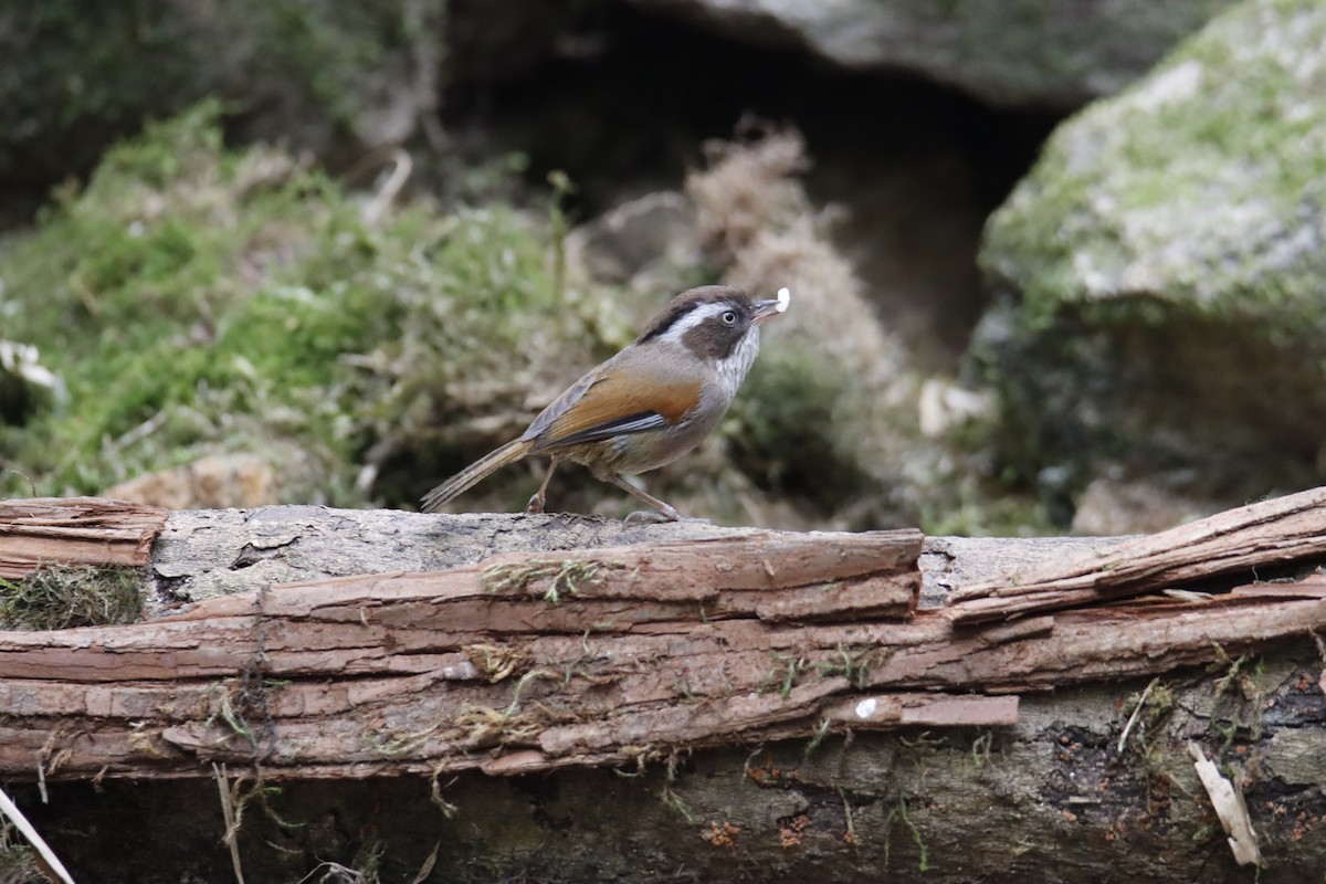 White-browed Fulvetta - ML618709126