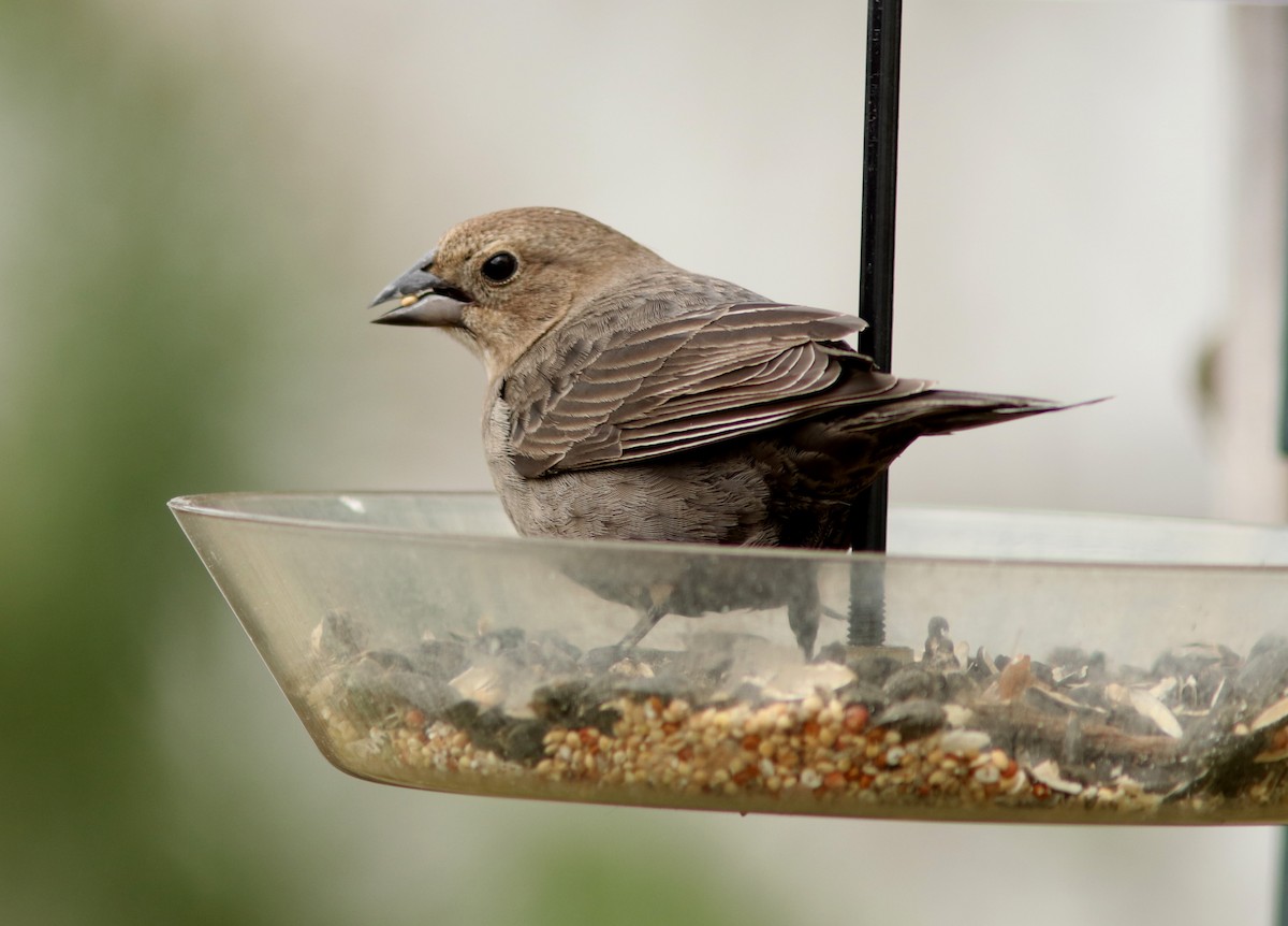Brown-headed Cowbird - Real Gauthier