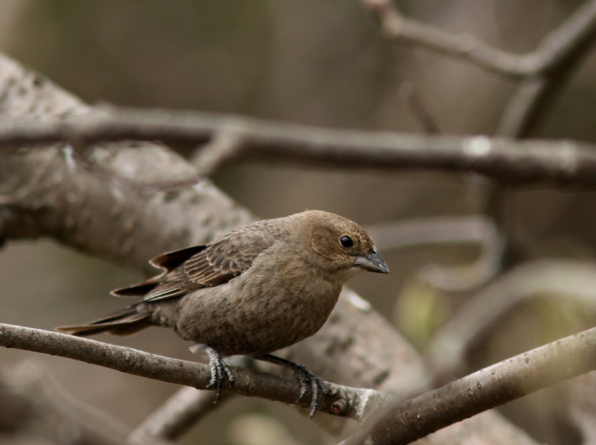 Brown-headed Cowbird - Real Gauthier