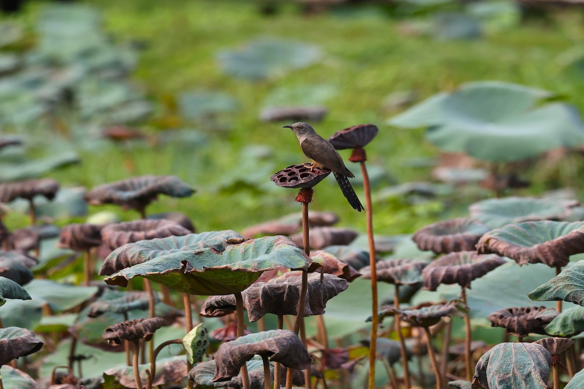 Plaintive Cuckoo - ML618709199