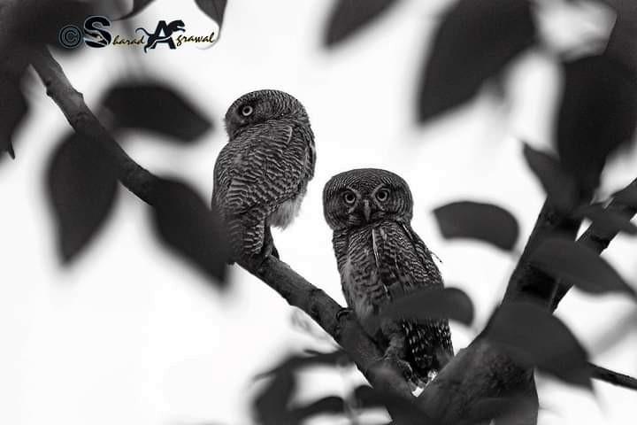 Jungle Owlet - Sharad Agrawal