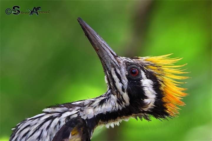 White-naped Woodpecker - Sharad Agrawal