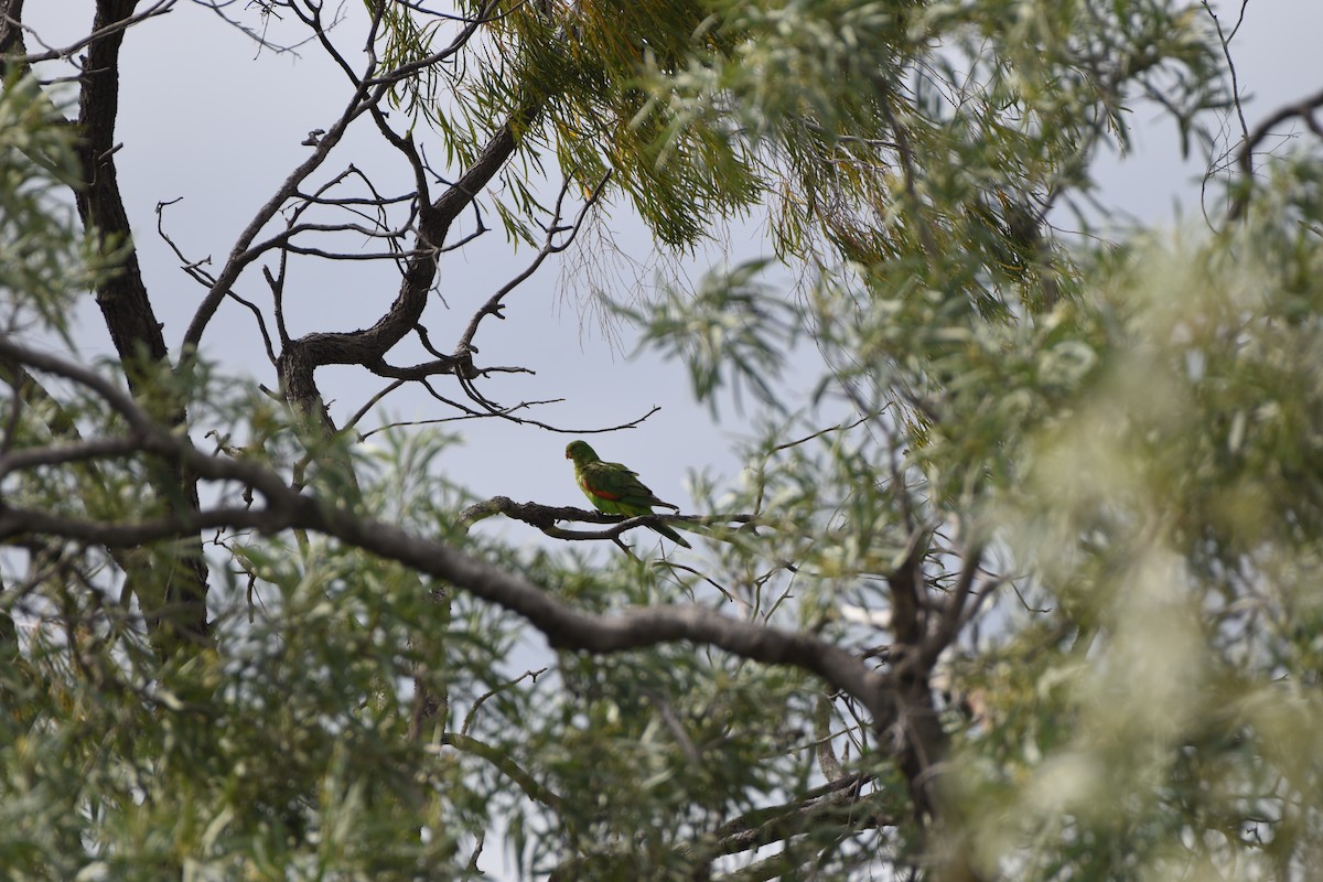 Red-winged Parrot - Hitomi Ward