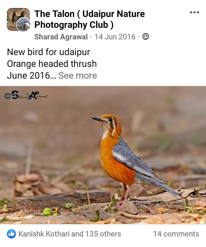 Orange-headed Thrush - Sharad Agrawal