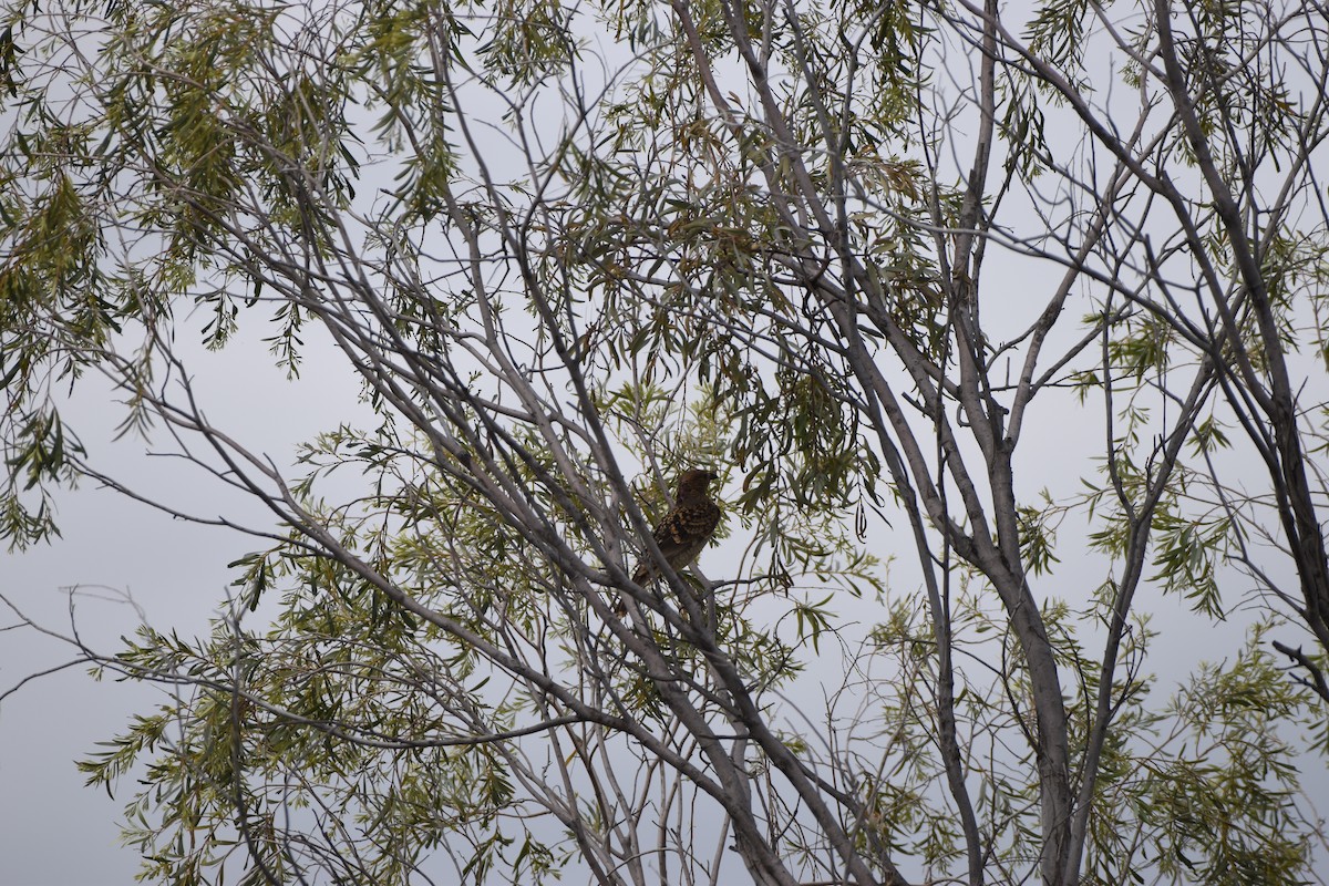 Spotted Bowerbird - ML618709245