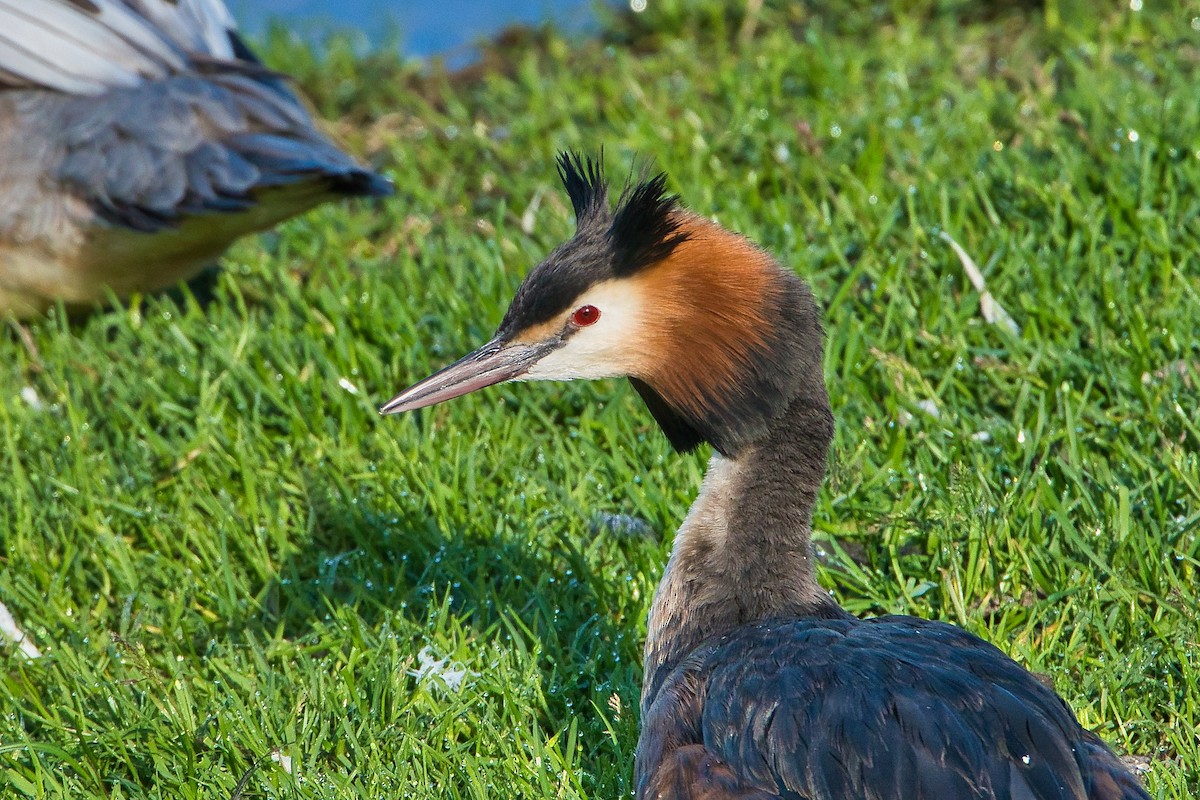 Great Crested Grebe - ML618709275