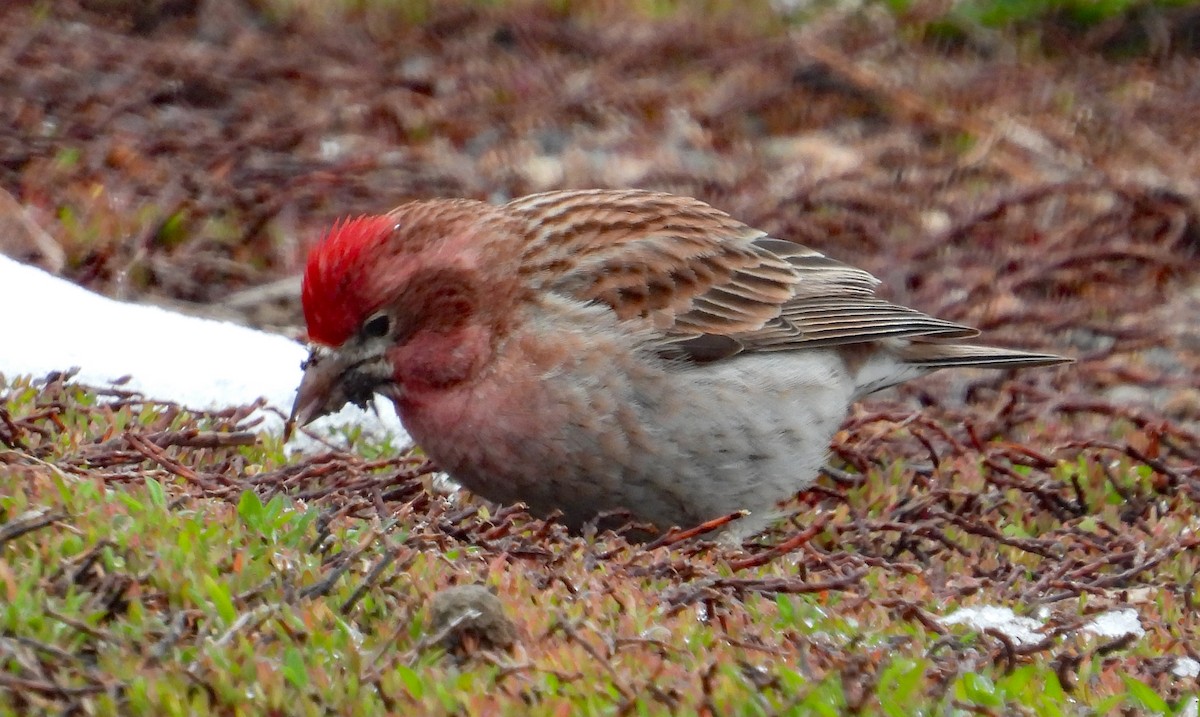 rødkronerosenfink - ML618709285