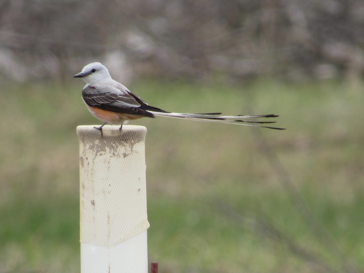 Scissor-tailed Flycatcher - ML618709295